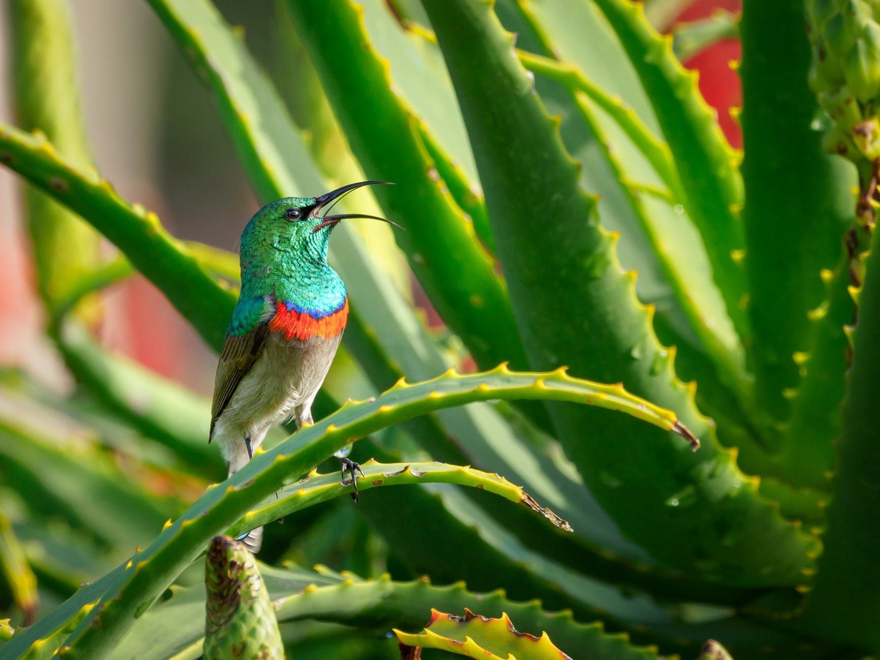 green and gray bird perching on aloe vera plant