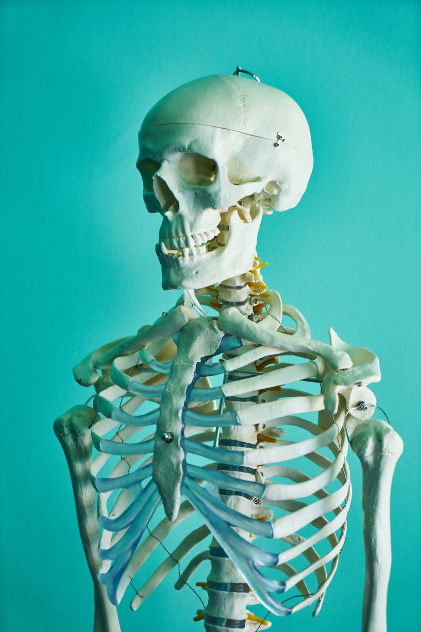 photo of skeleton