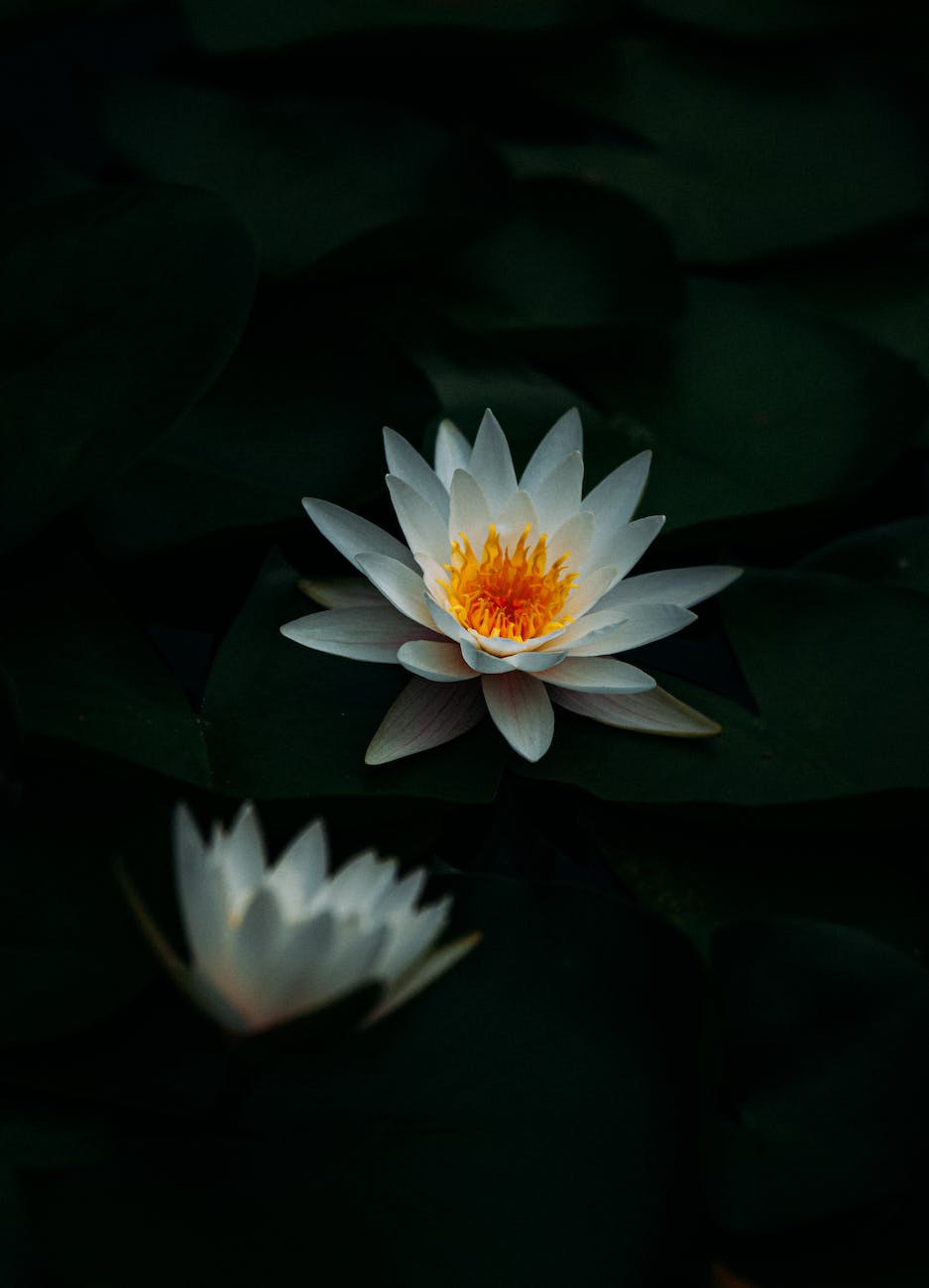 close up of white candida flowers